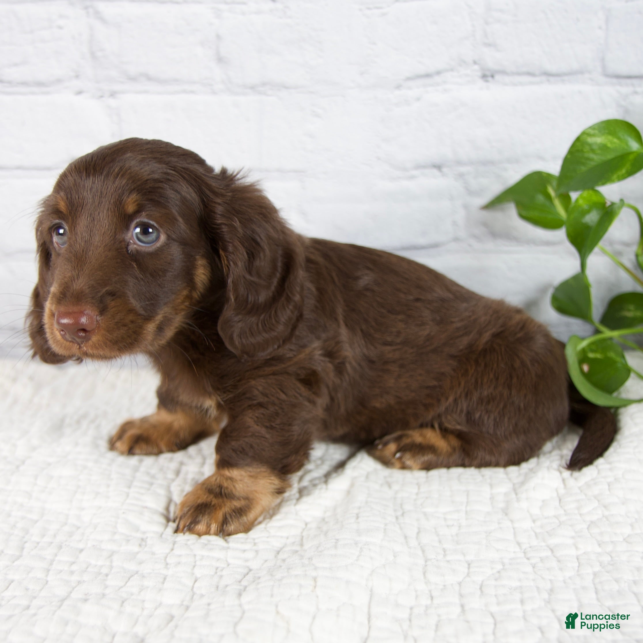 Miniature Dachshund dogs Forest - Ad 2