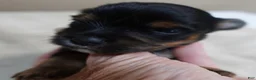 Yorkshire Terrier dogs for sale: Ziti - Ad 3