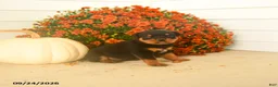 Rottweiler dogs for sale: Piper  - Ad 3