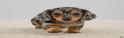 Miniature Dachshund dogs for sale: Willow - Ad 3