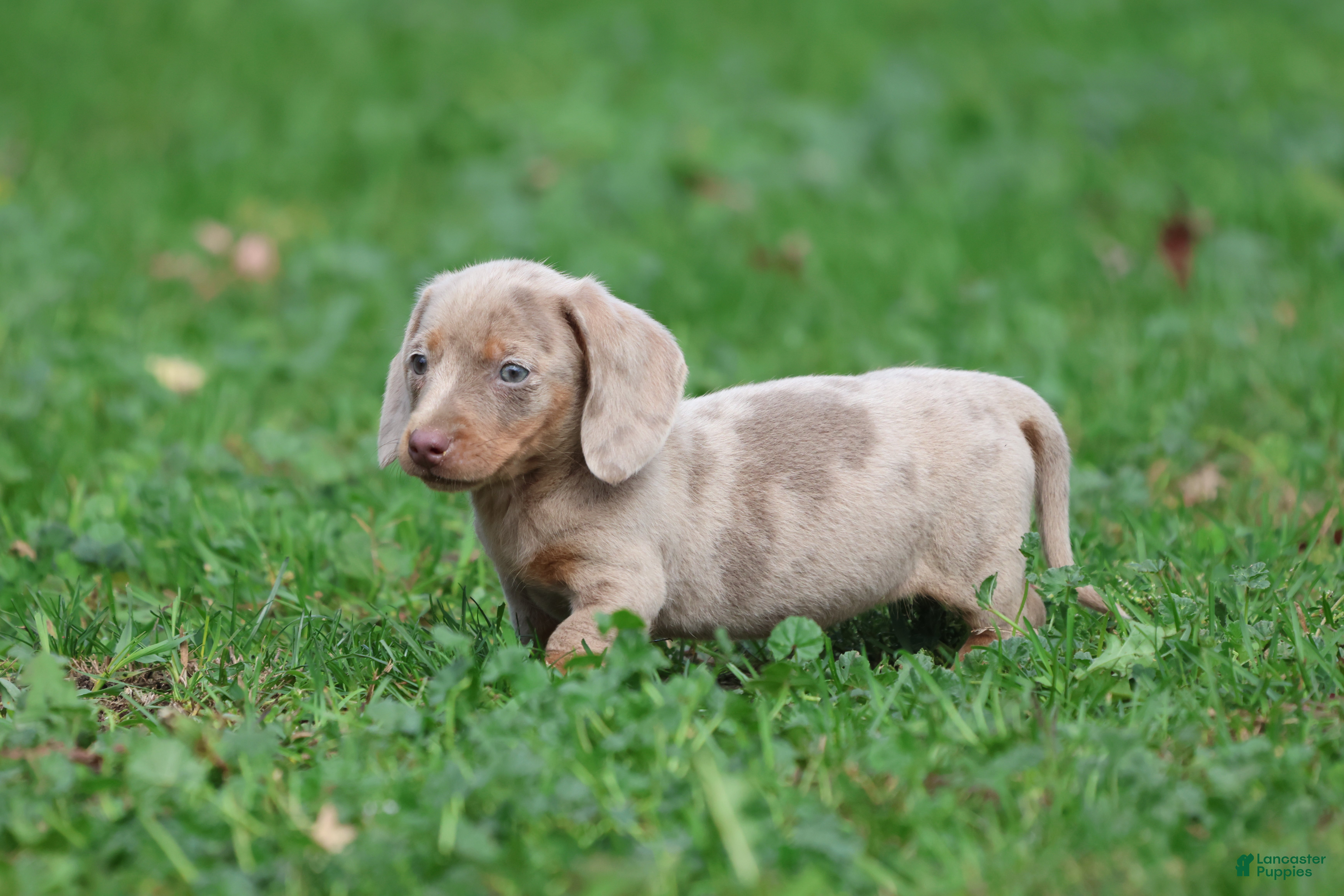 Miniature Dachshund dogs Marbles - Ad 1