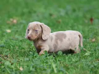 Miniature Dachshund dogs Marbles - Ad 1