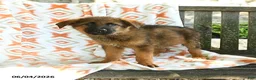 German Shepherd dogs for sale: Barry - Ad 3