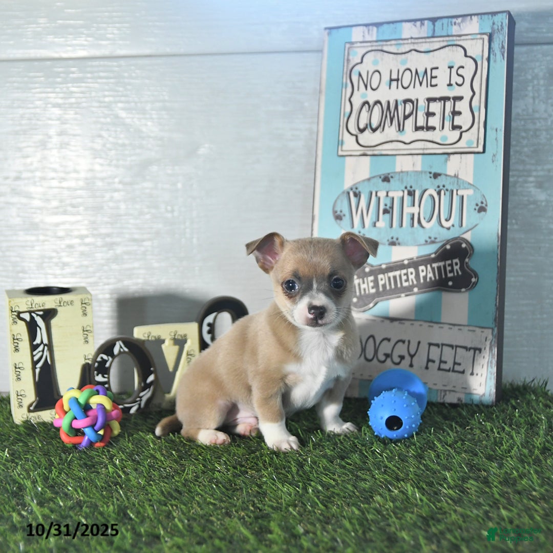 Chihuahua dogs for sale: Fritz - Ad 11