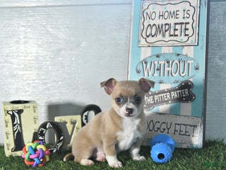 Chihuahua dogs - Ad 34