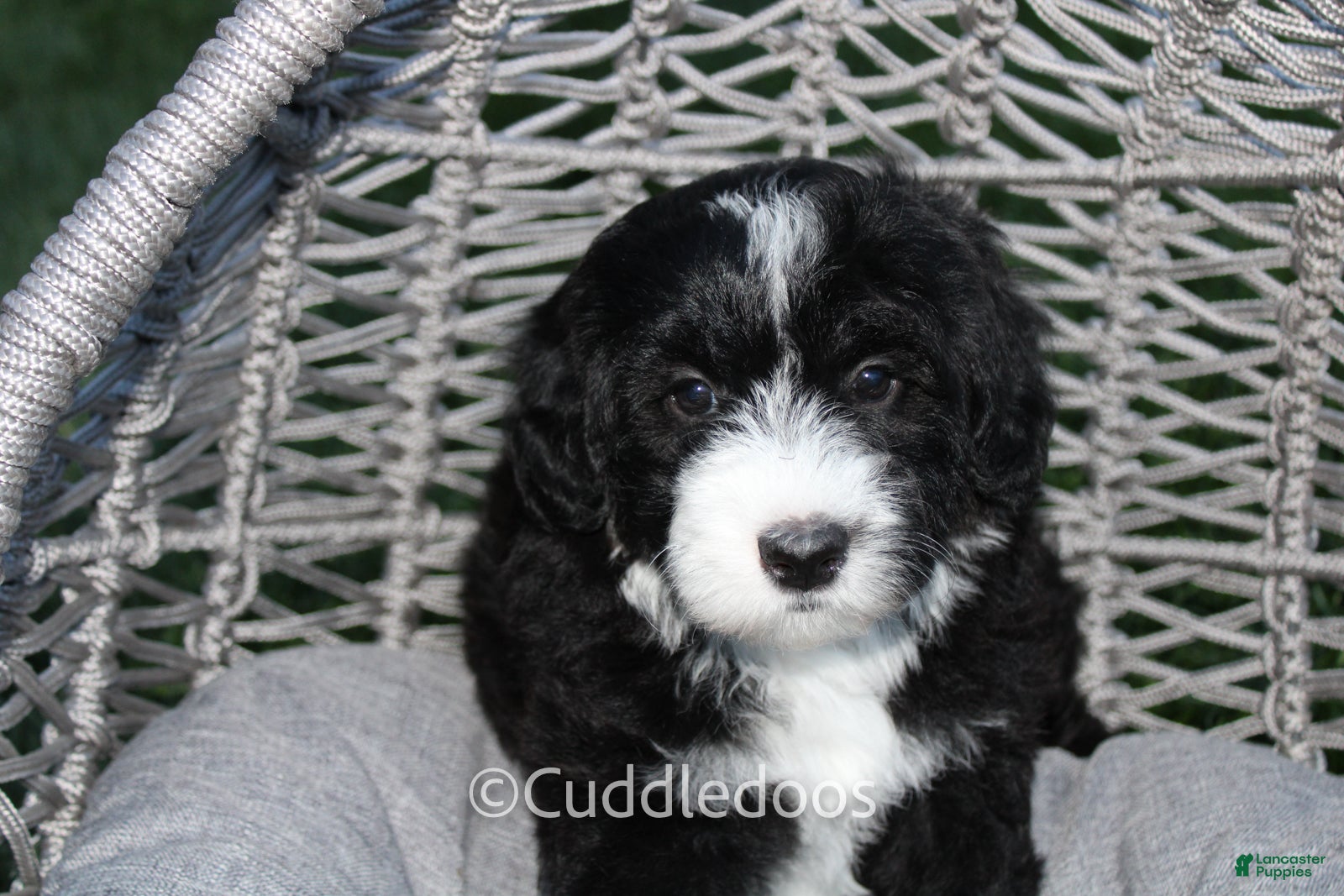 Mini Sheepadoodle dogs Lily - Ad 1