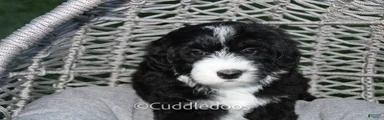 Lily