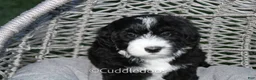 Sheepadoodle dogs for sale: Lily - Ad 5
