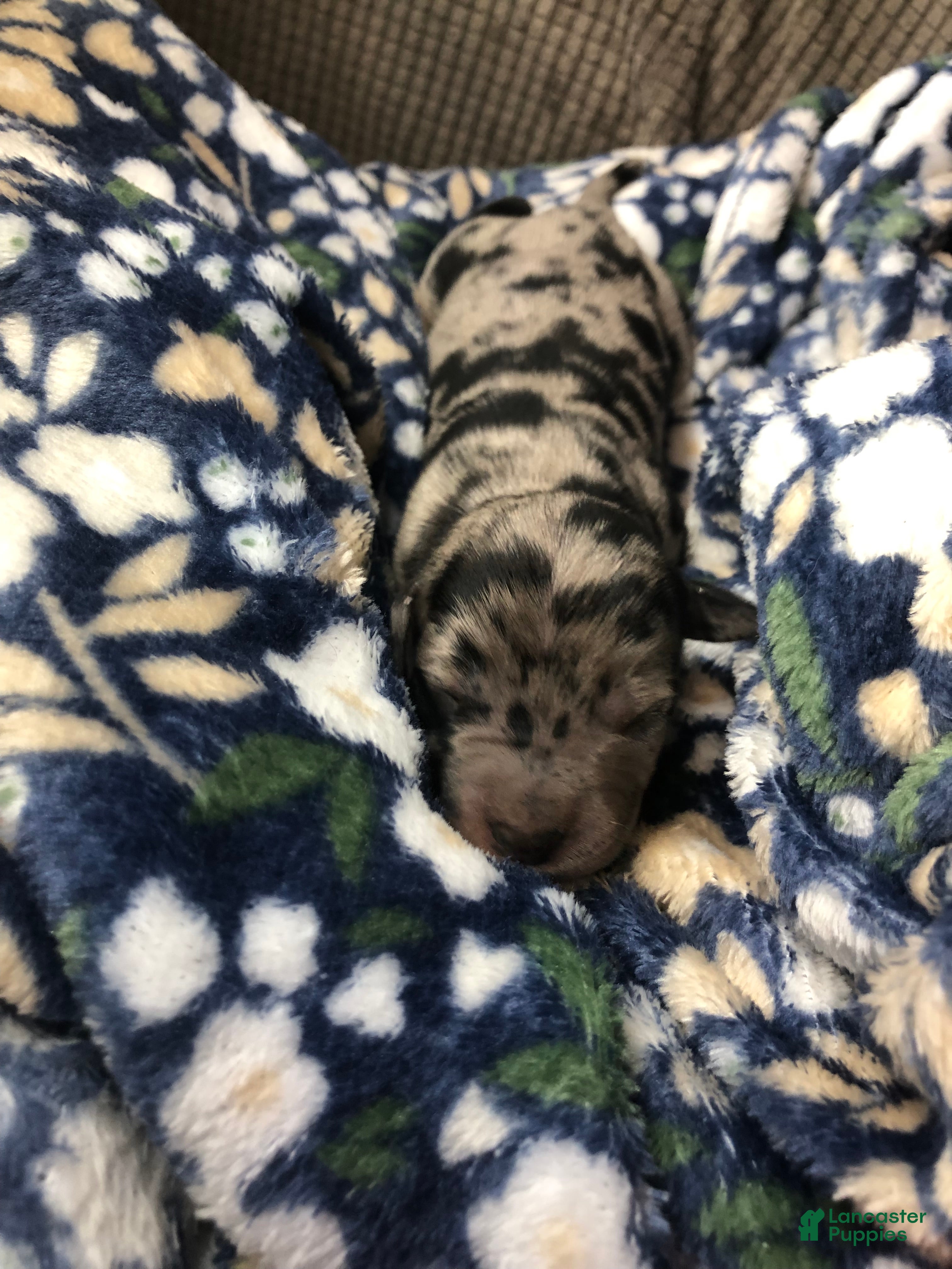 Mixed Breed dogs Female 2 - Ad 30