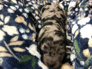 Mixed Breed dogs Female 2 - Ad 30