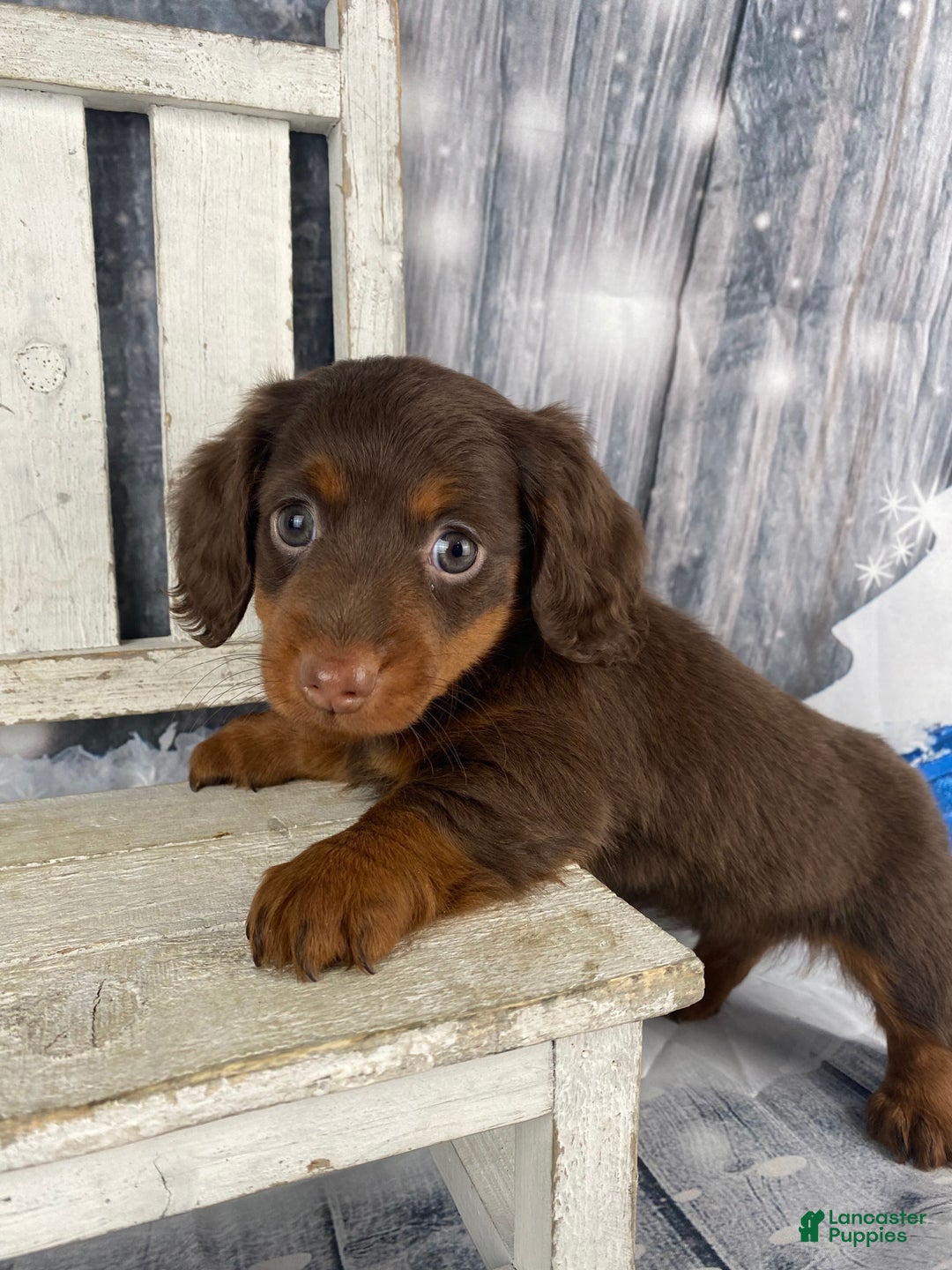 Miniature Dachshund dogs for sale: Phoebe - Ad 3