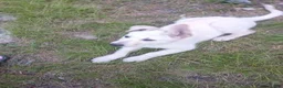 German Shepherd dogs for sale: Ghost - Ad 5
