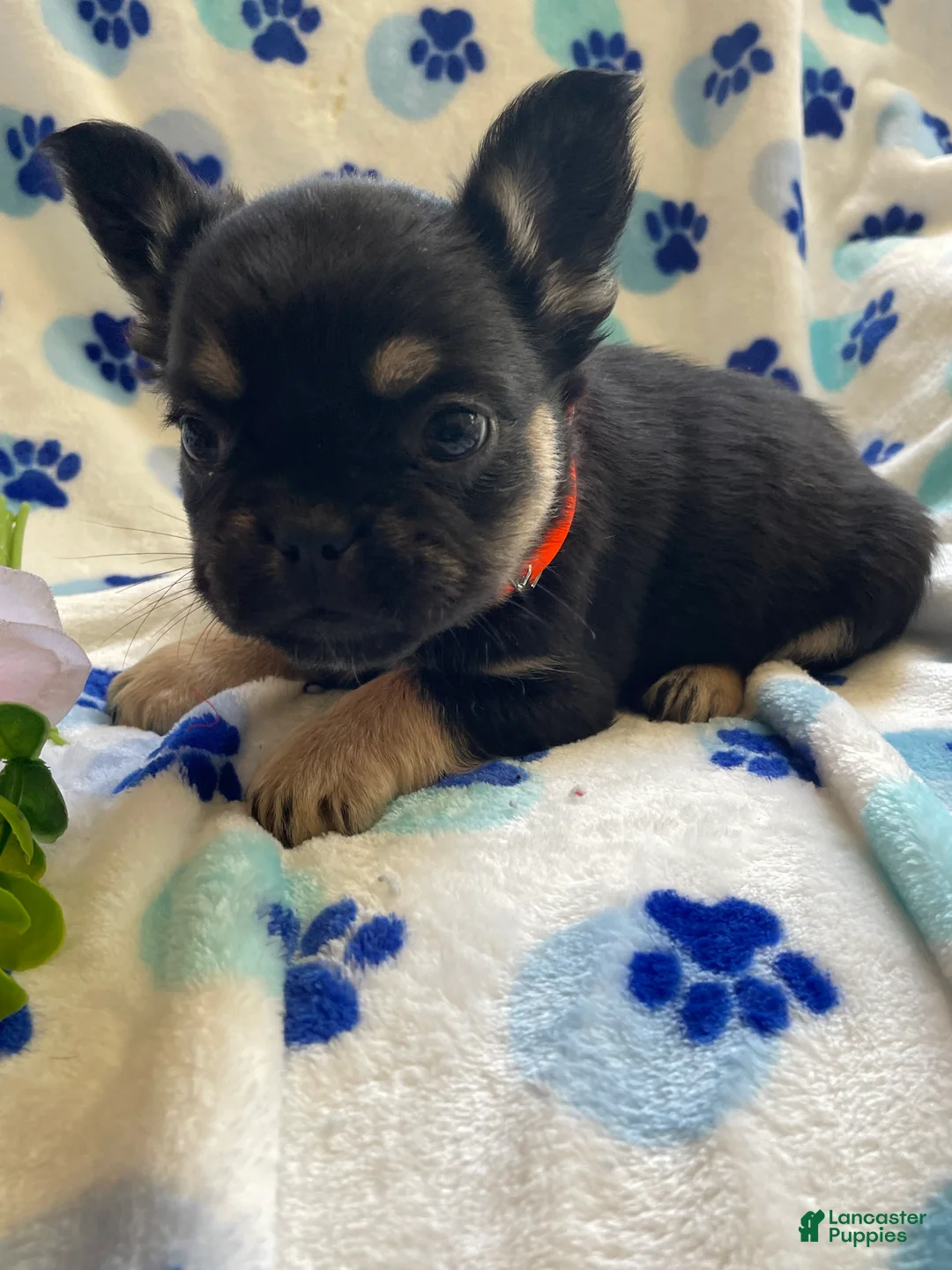 French Bulldog dogs for sale: Sambo LONG HAIRED - Ad 2