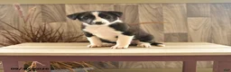 Mixed Breed dogs for sale: Gentle Genny - Ad 1