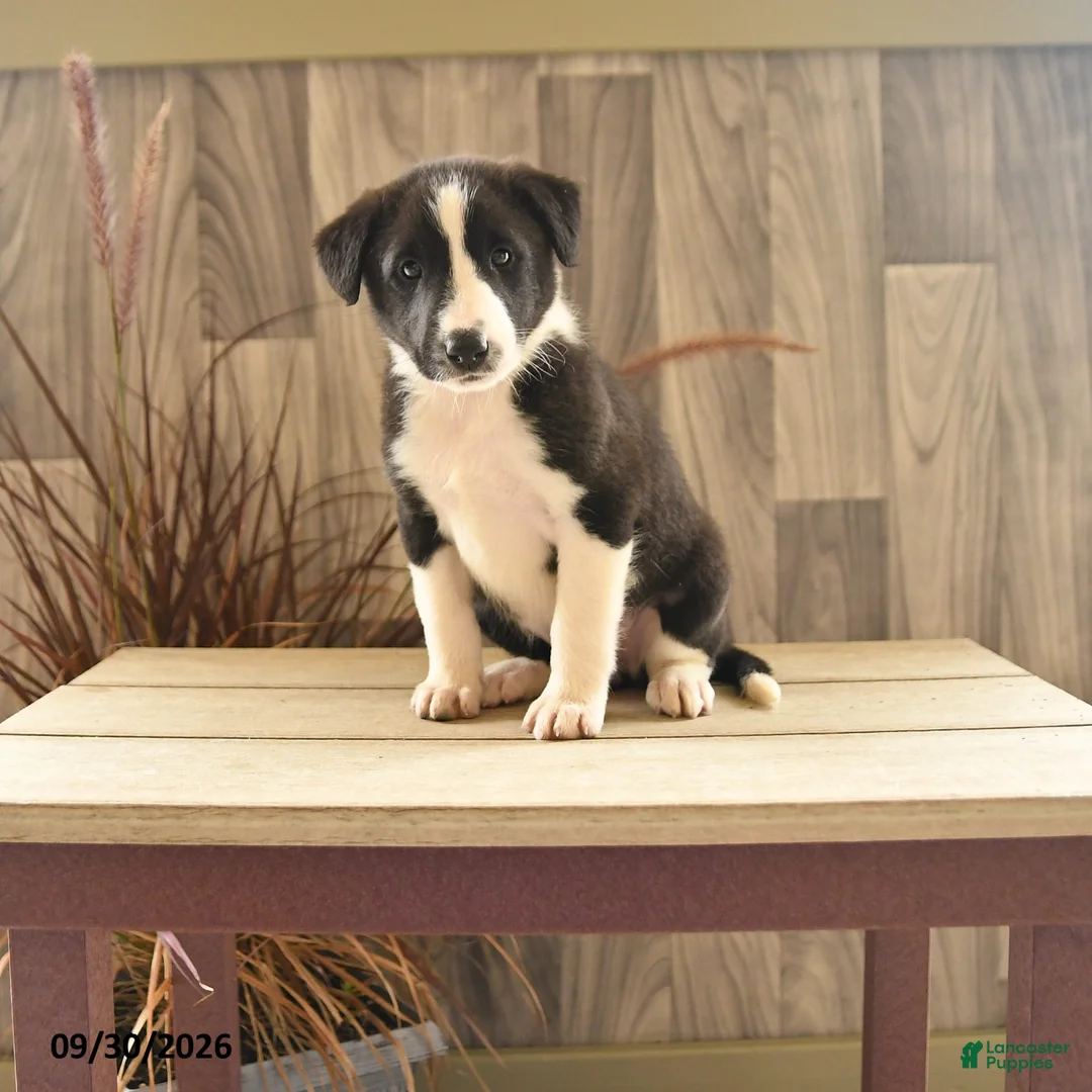 Mixed Breed dogs for sale: Gentle Genny - Ad 1