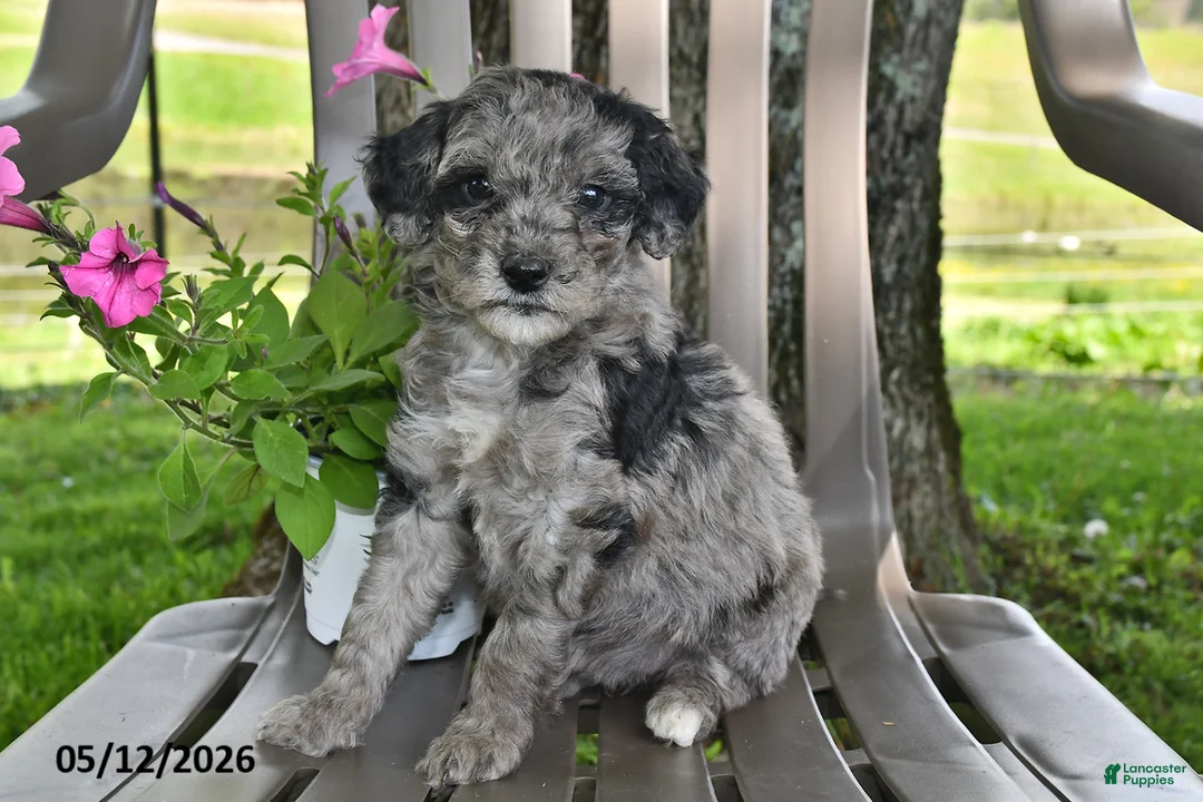 Goldendoodle dogs for sale: Willow - Ad 3