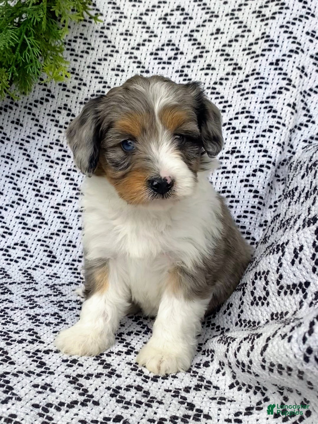 Mini Aussiedoodle dogs for sale: Bella - Ad 1