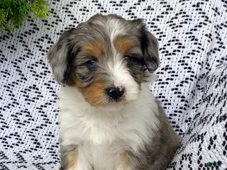 Mini Aussiedoodle dogs Bella - Ad 2
