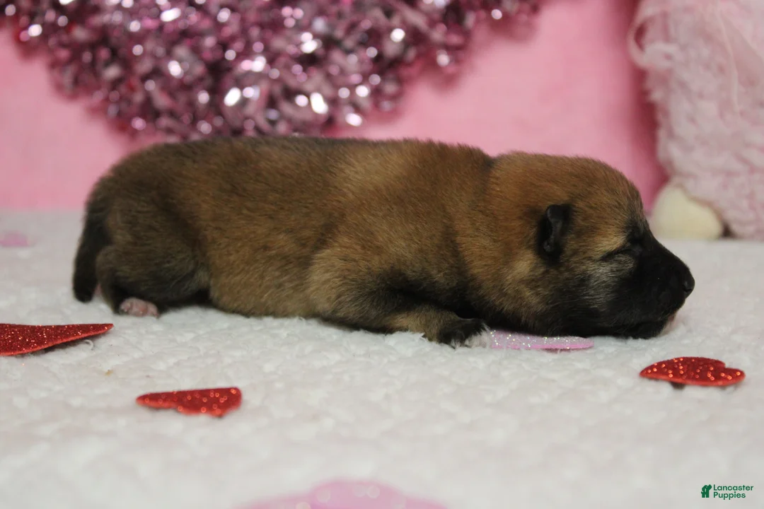 Shiba Inu dogs for sale: Blizzard  - Ad 6