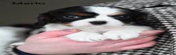 Cavalier King Charles Spaniel dogs for sale: Marlo - Ad 4