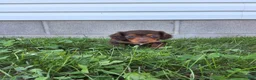 Dachshund dogs for sale: Cody - Ad 4