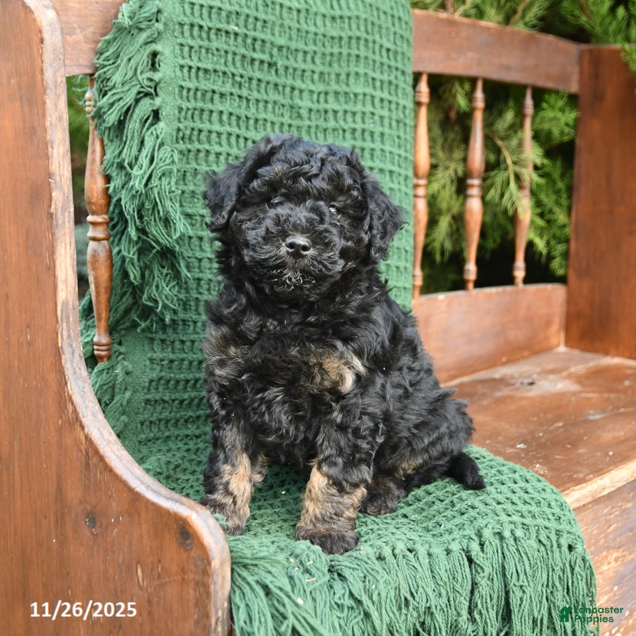 Mixed Breed dogs Tara - Ad 2