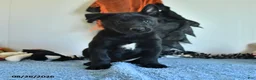 Belgian Malinois dogs for sale: Ron  - Ad 7