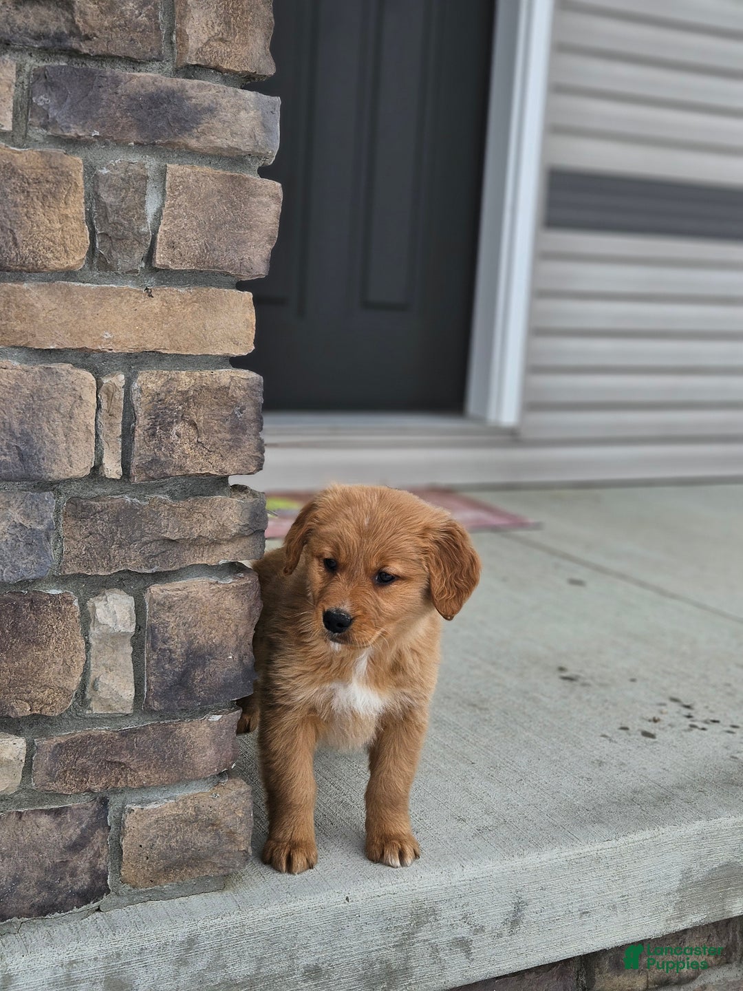 Golden Retriever dogs for sale: Cooper - Ad 1