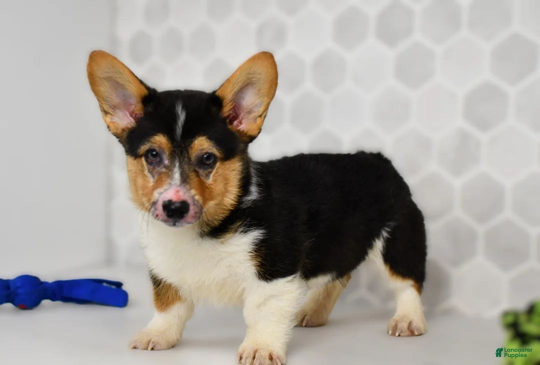 Welsh Corgi Pembroke dogs for sale: Guss  - Ad 4