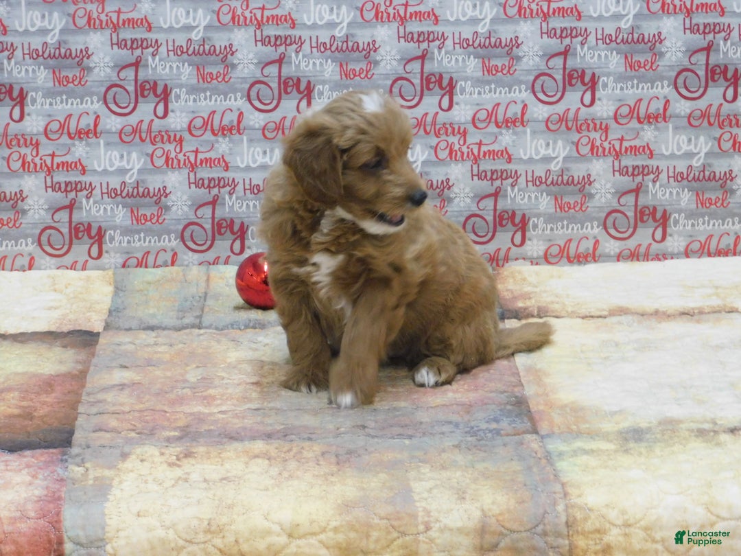 Goldendoodle dogs for sale: Mini Rex - Ad 13