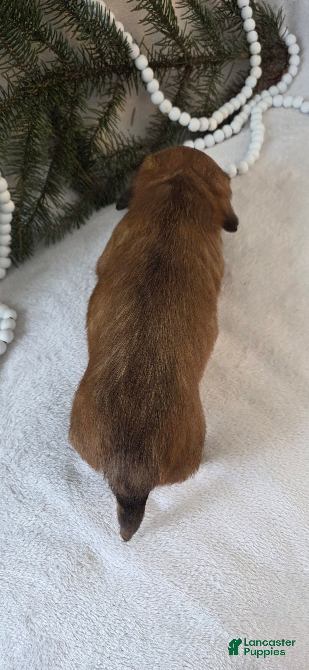 Miniature Dachshund dogs for sale: Mocha - Ad 6