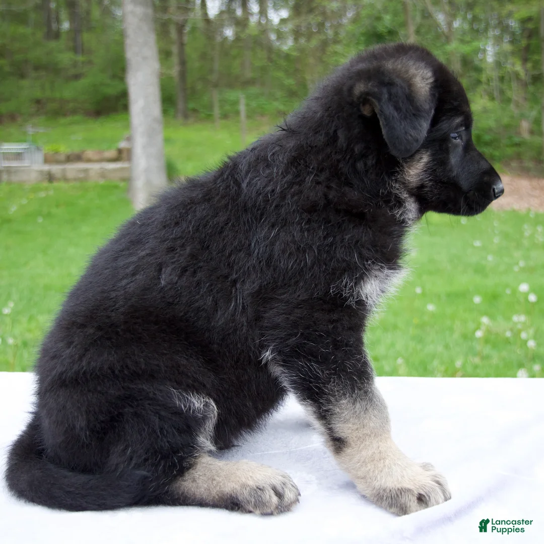 German Shepherd dogs for sale: Moon - Ad 2