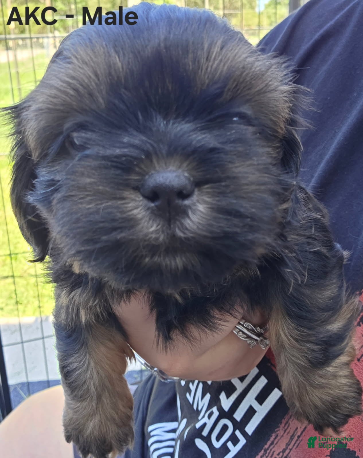 Shih Tzu dogs Shih Tzu Male 2 - Ad 2