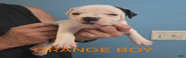 Orange Boy