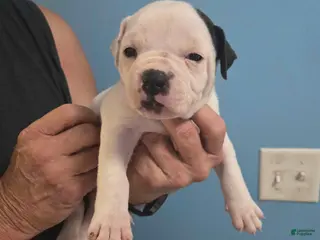 American Bulldog dogs Orange Boy - Ad 29