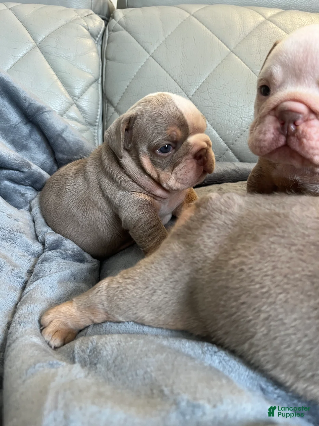 English Bulldog dogs for sale: English Bulldog 3 - Ad 2