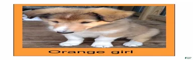 Collie 3 - Orange Collar