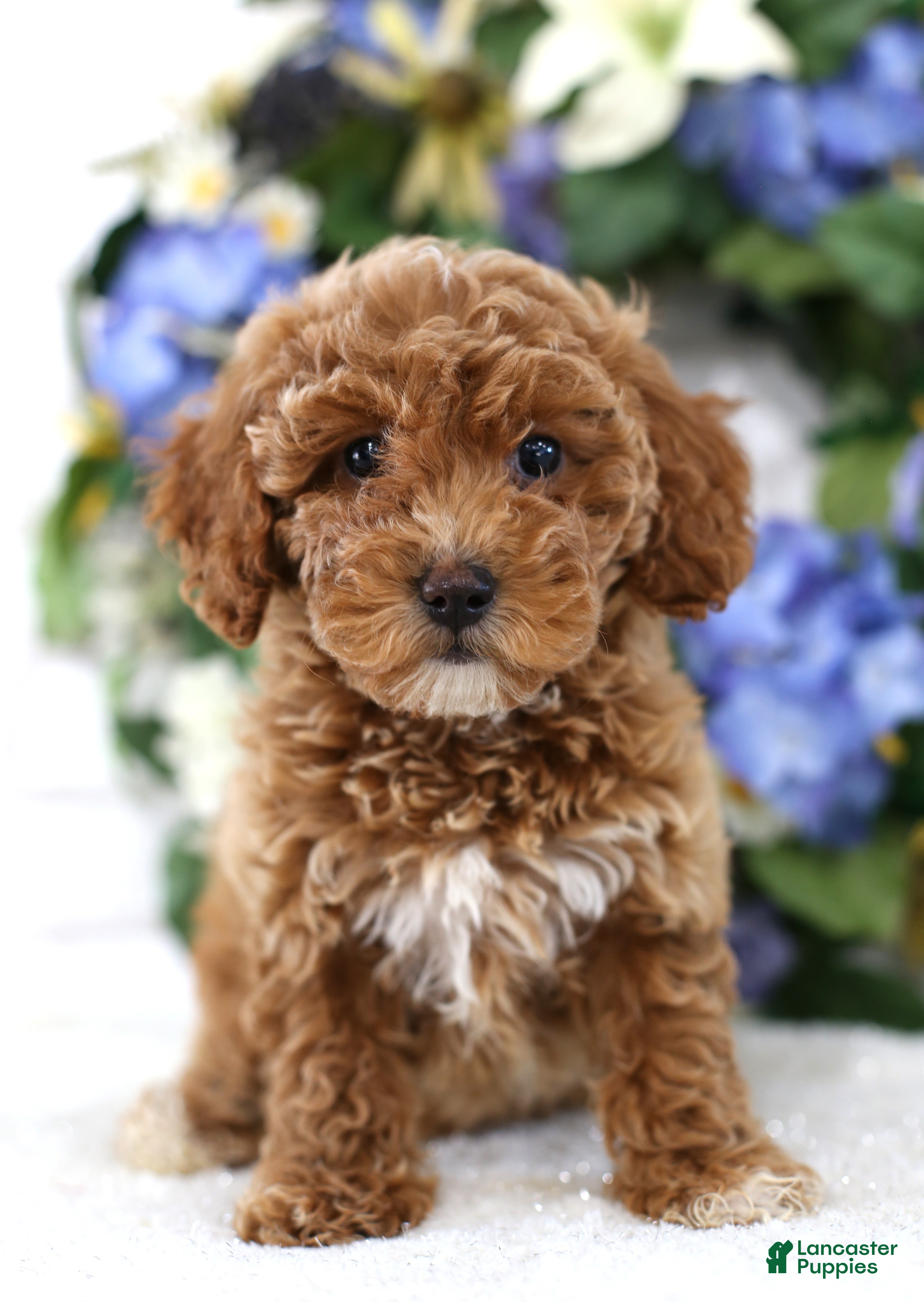 Miniature Poodle dogs Scarlett - Ad 1