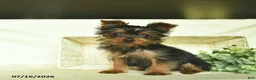 Yorkshire Terrier dogs for sale: Blazer  - Ad 3