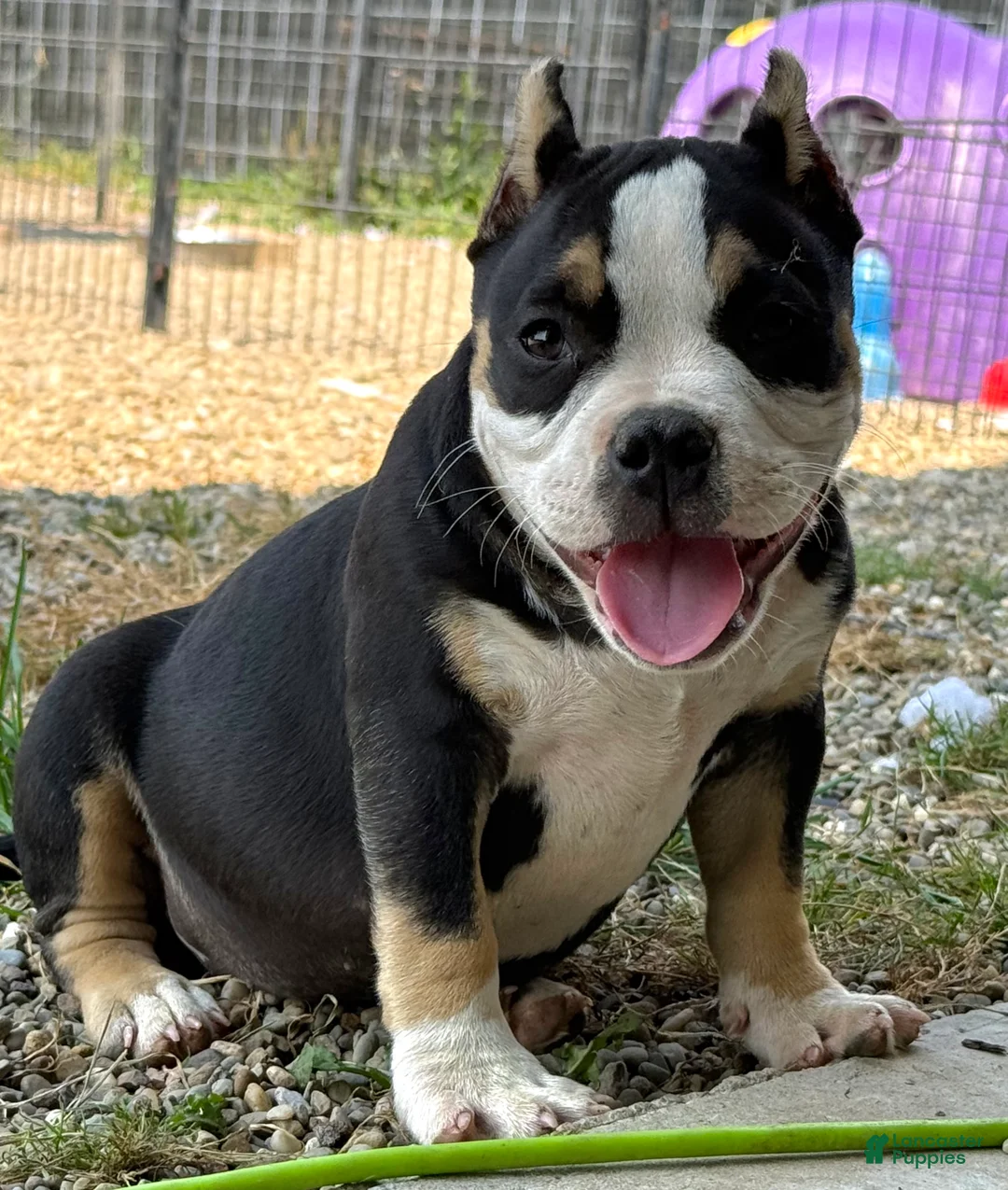 American Bully dogs for sale: Snoopy  - Ad 1