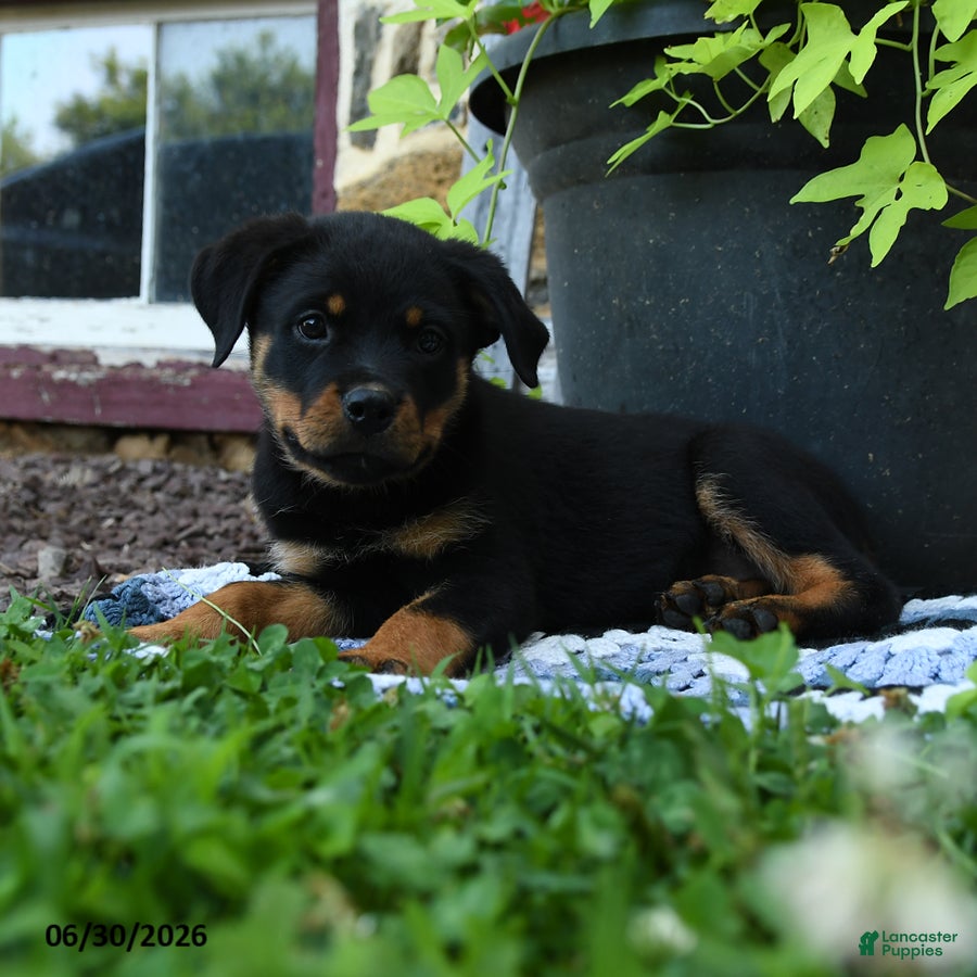 Rottweiler dogs Jade - Ad 2