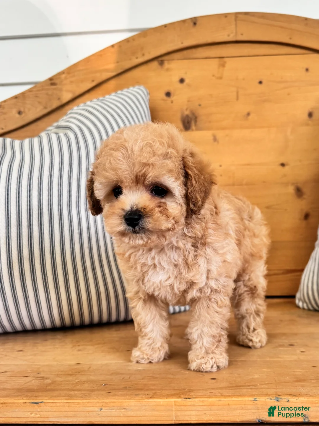 Maltipoo dogs for sale: Maltipoo Puppy 1 - Ad 5