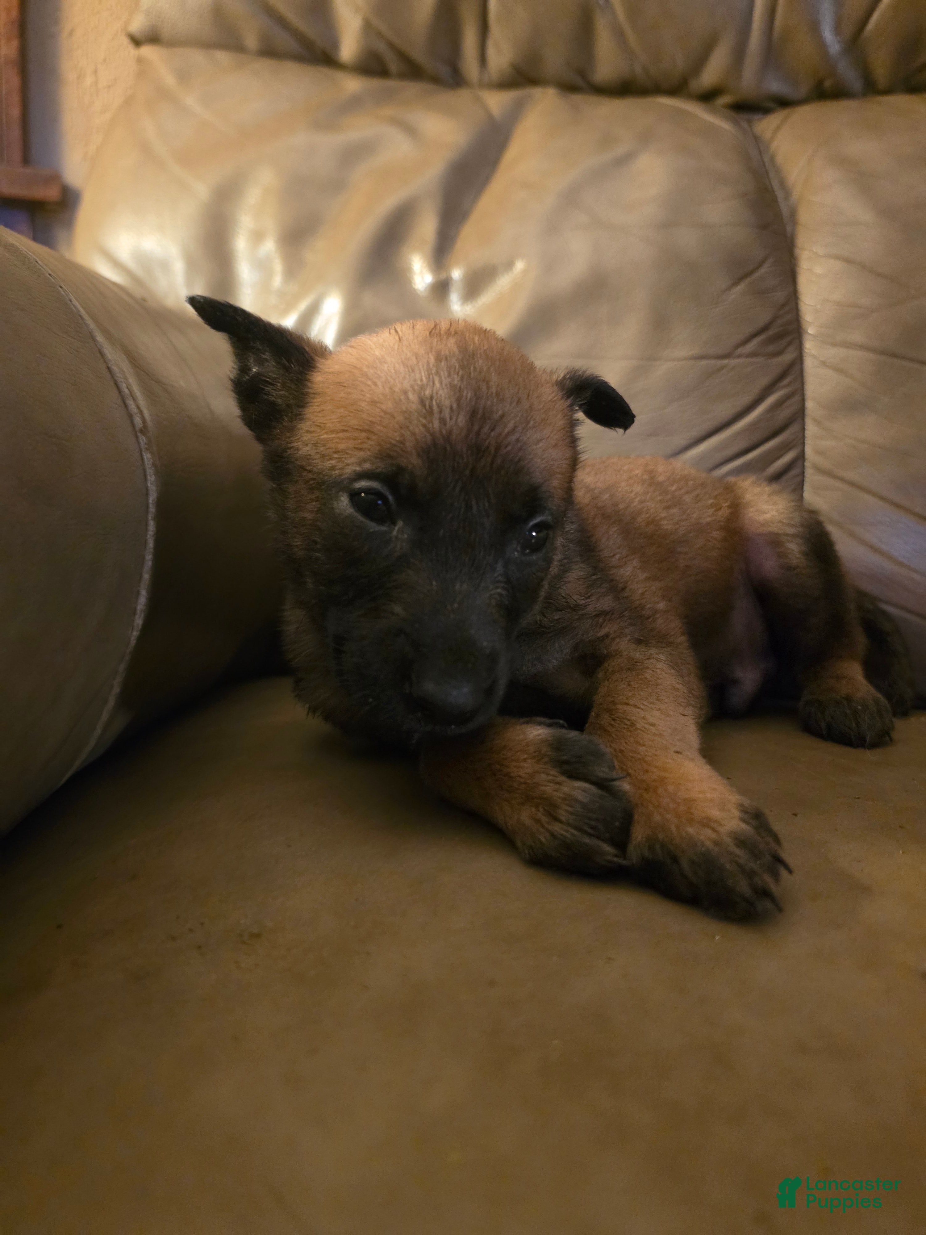 Belgian Malinois dogs Belgian Malinois 8 (lt. blue) - Ad 42