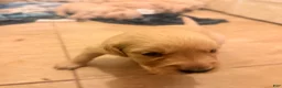 Golden Retriever dogs for sale: Golden Retriever 7 - Ad 8