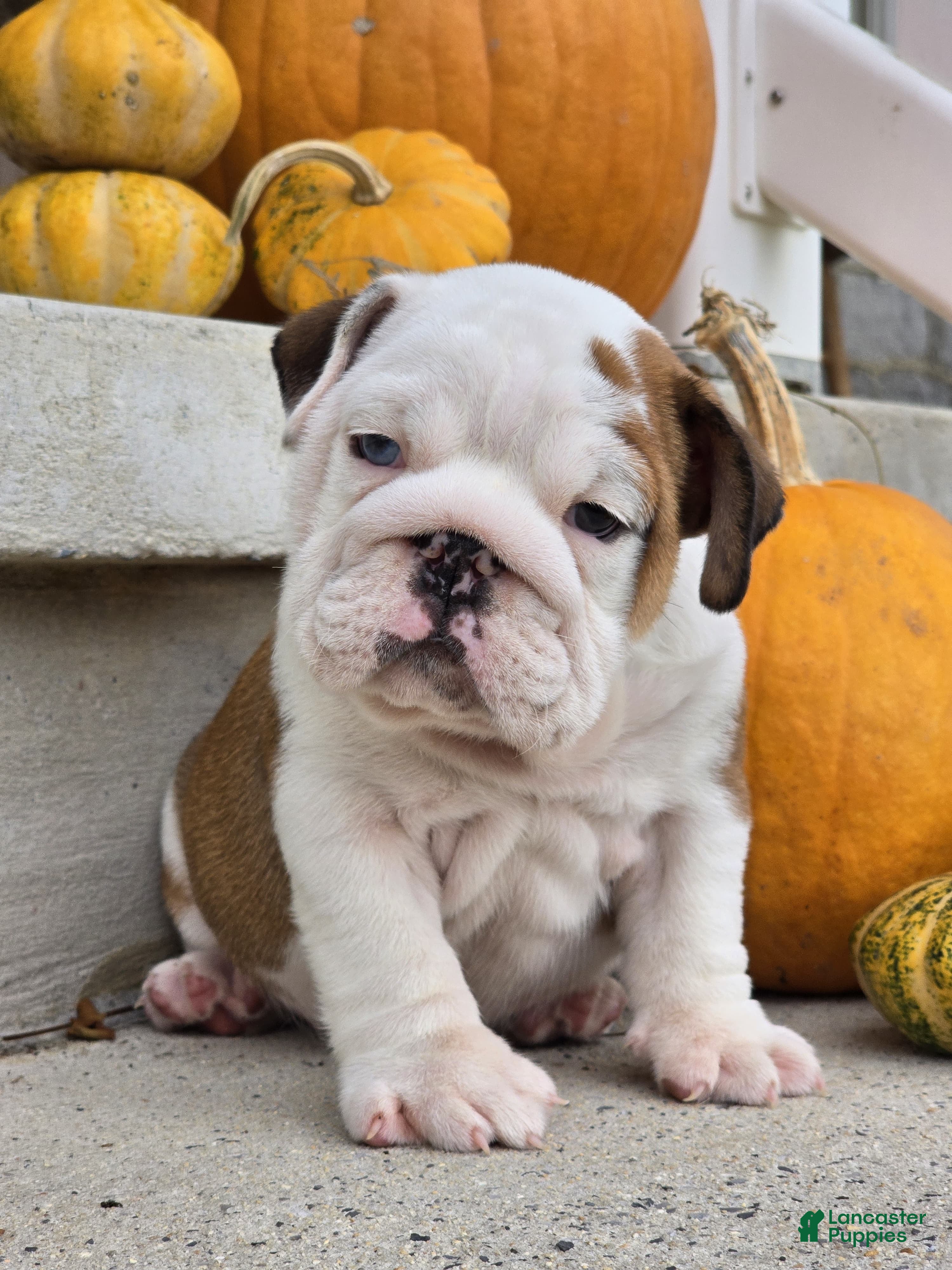 English Bulldog dogs Charlie - Ad 2