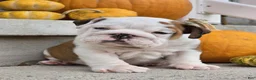 English Bulldog dogs for sale: Charlie - Ad 2