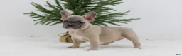 French Bulldog dogs for sale: Kate - Ad 5