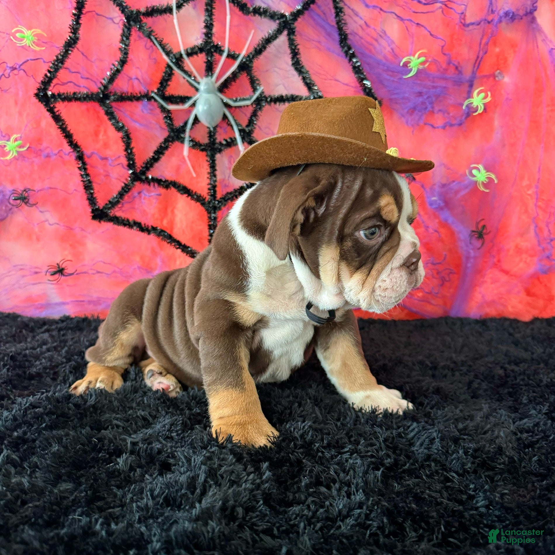English Bulldog dogs for sale: Apolo - Ad 2