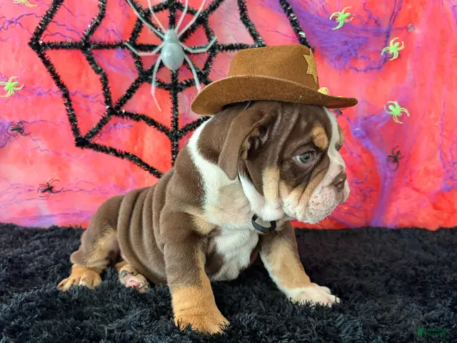 English Bulldog dogs for sale: Apolo - Ad 2