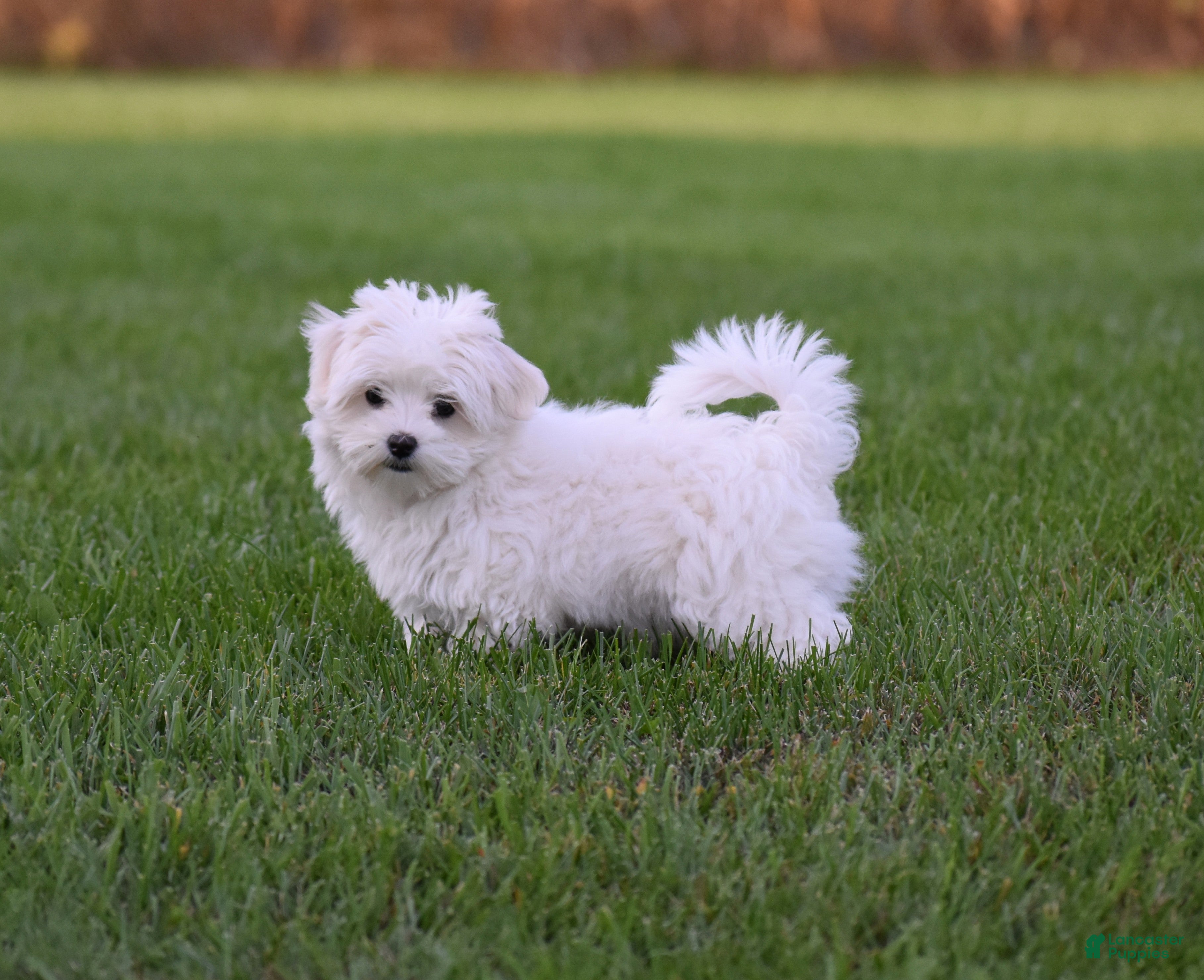 Maltese dogs for sale: Maggie - Ad 1
